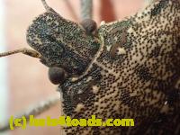 /home//u458753944/public_html/sourcegallery//Insects and small critters/aphids cicadas lanternflies and true bugs (Hemiptera)/PC250078.JPG